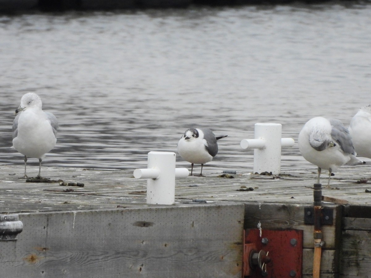 Franklin's Gull - ML612806976