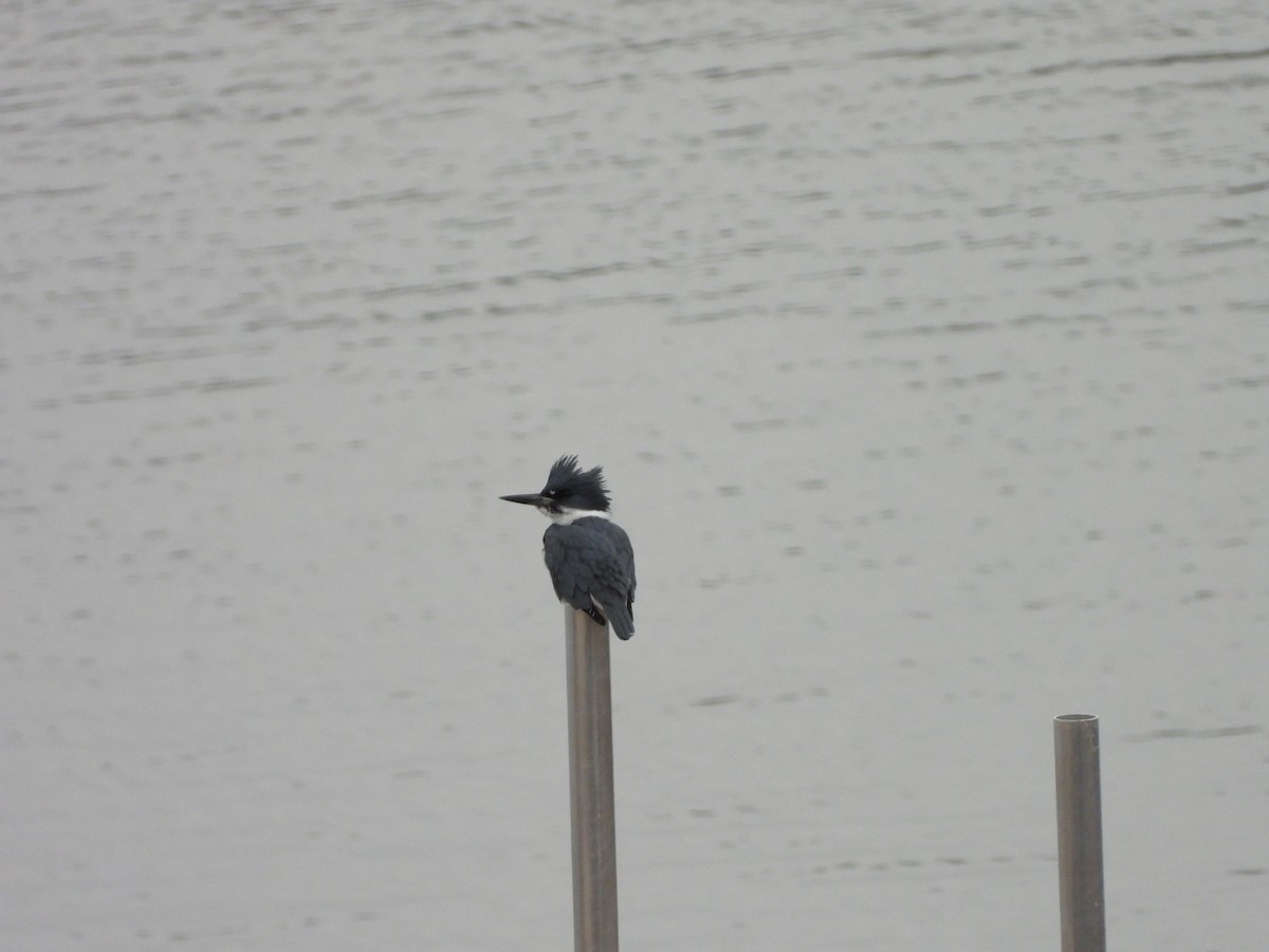 Belted Kingfisher - ML612807003