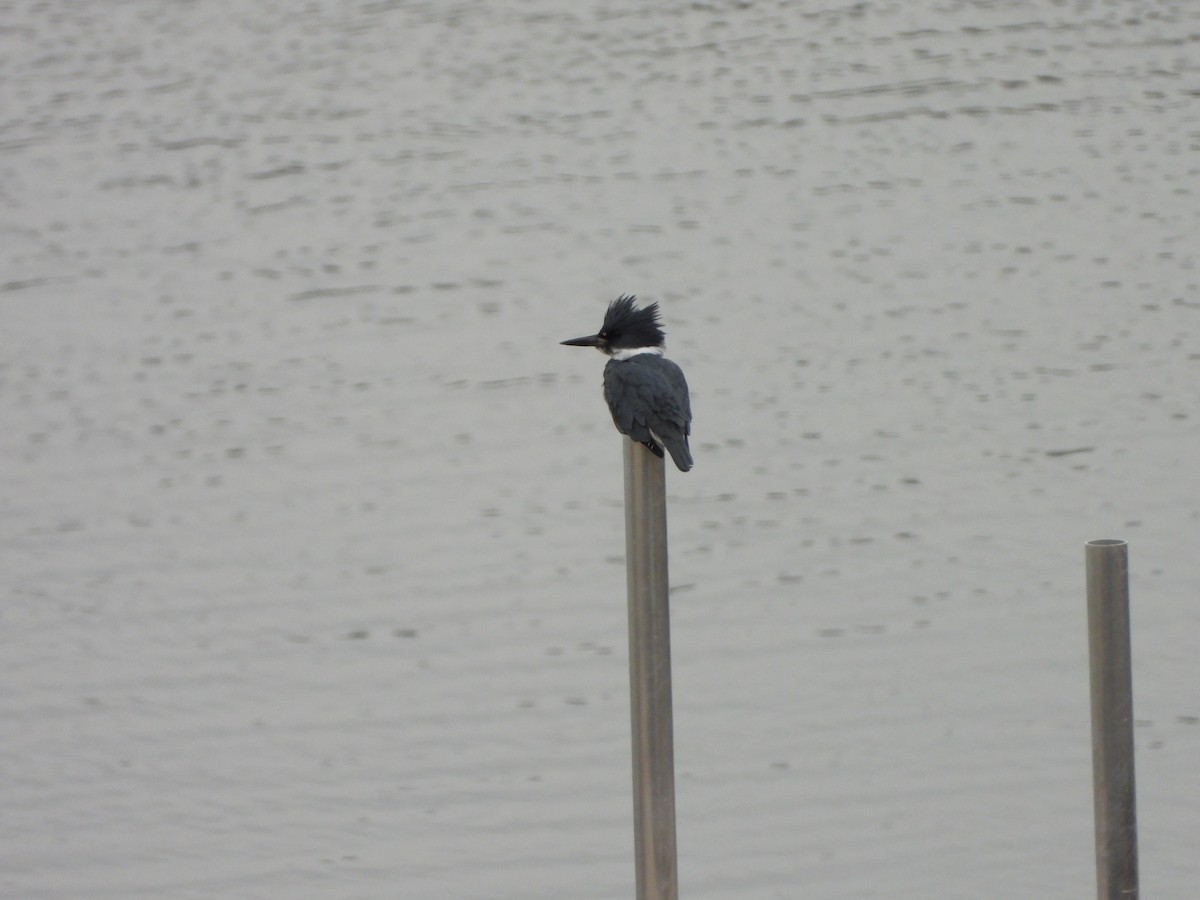 Belted Kingfisher - ML612807012