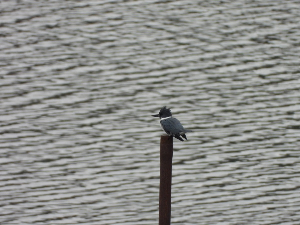 Belted Kingfisher - ML612807025