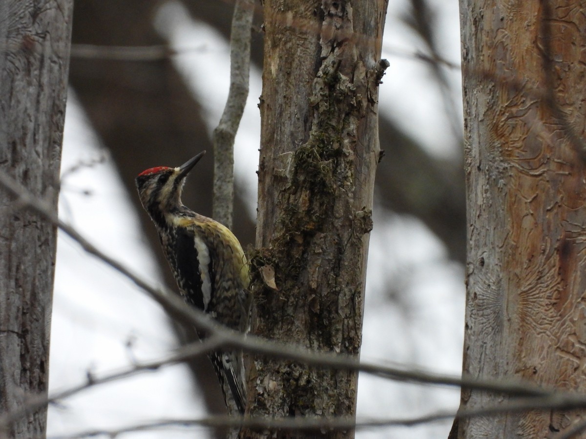 Yellow-bellied Sapsucker - ML612807040