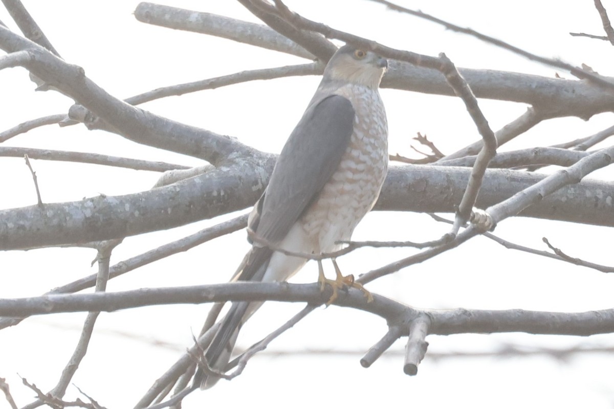 Sharp-shinned Hawk - ML612807097