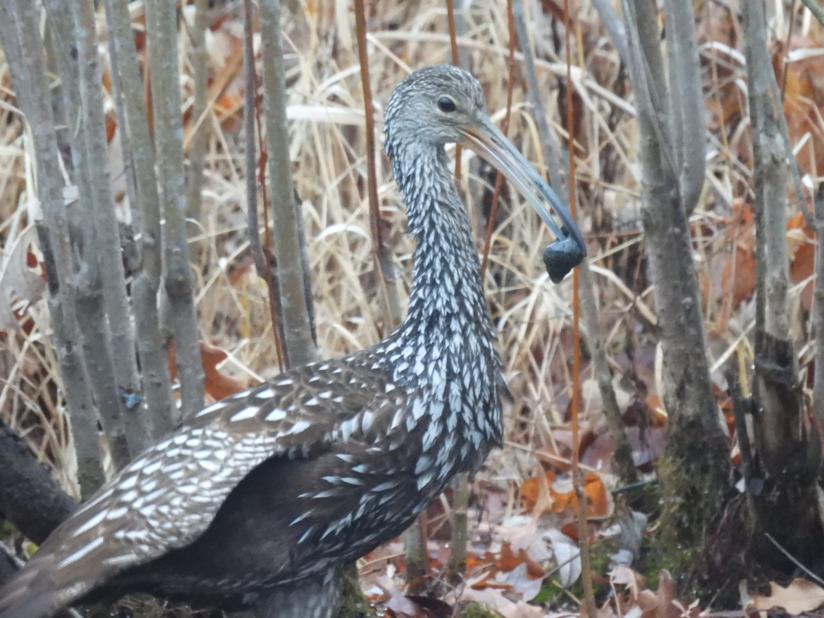 Limpkin - ML612807109