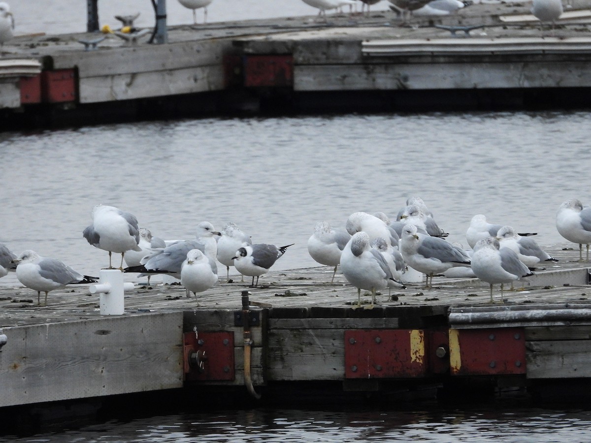 Franklin's Gull - ML612807141