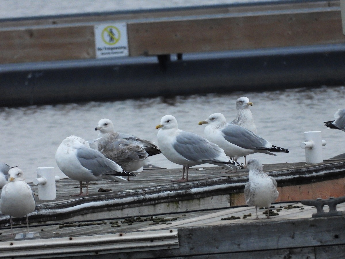 Iceland Gull (kumlieni) - ML612807147