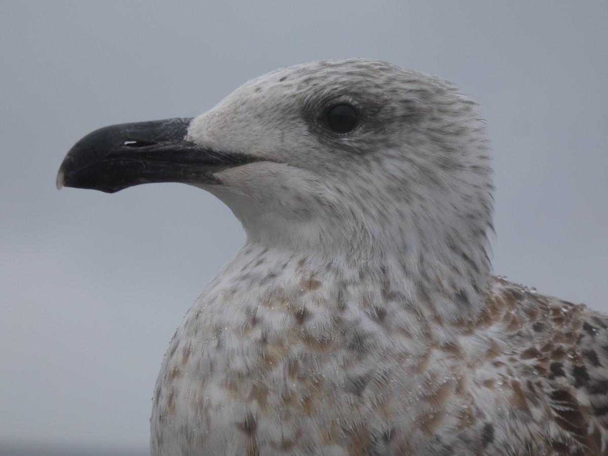 Great Black-backed Gull - ML612807154