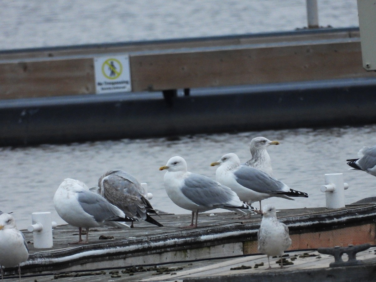 Iceland Gull (kumlieni) - ML612807157