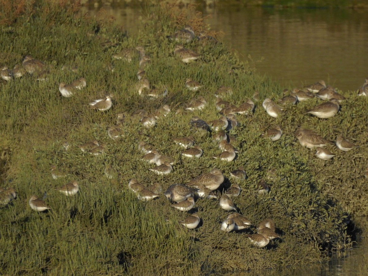 Dunlin - ML612807223