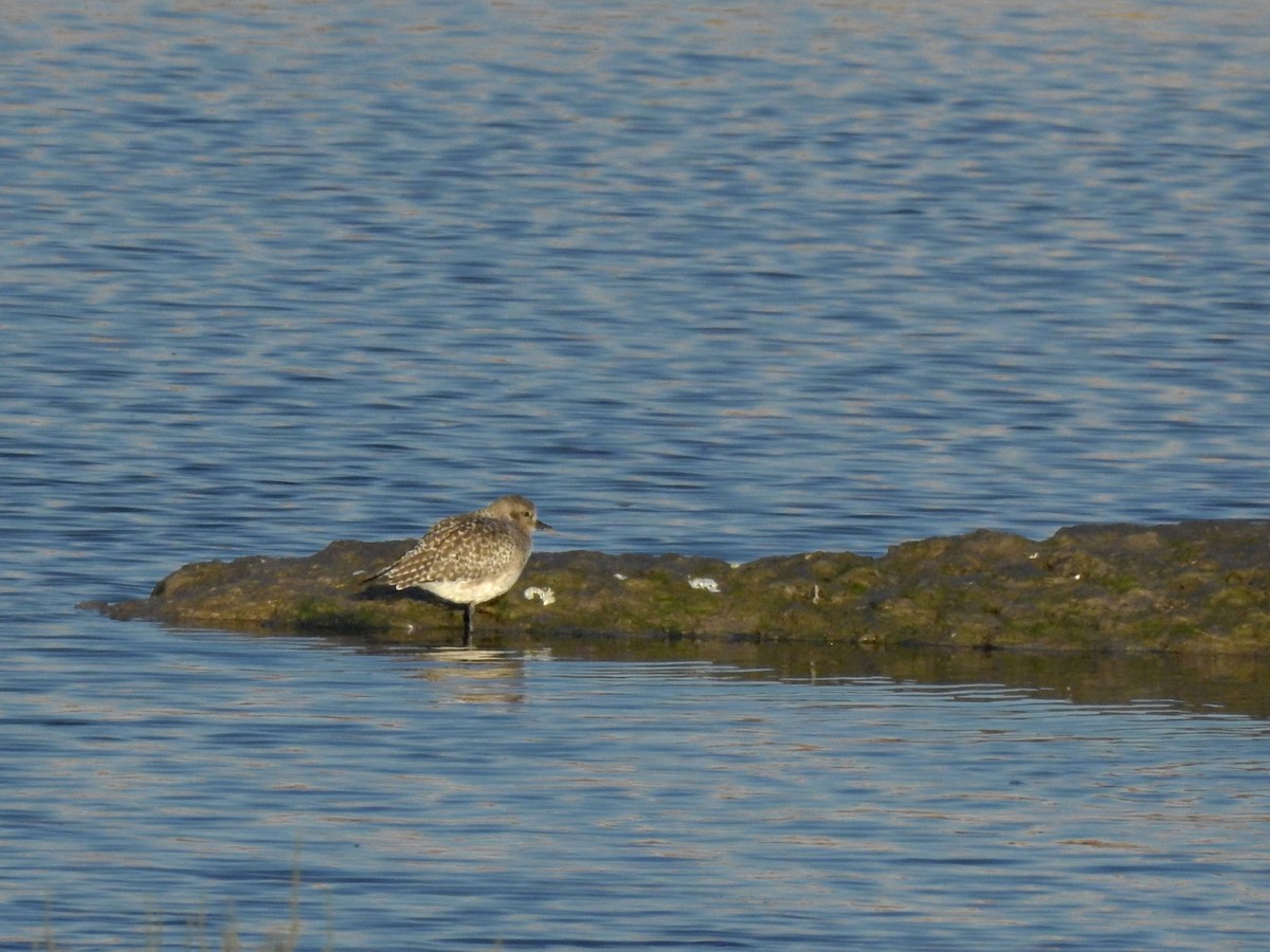 Black-bellied Plover - Daniel Raposo 🦅