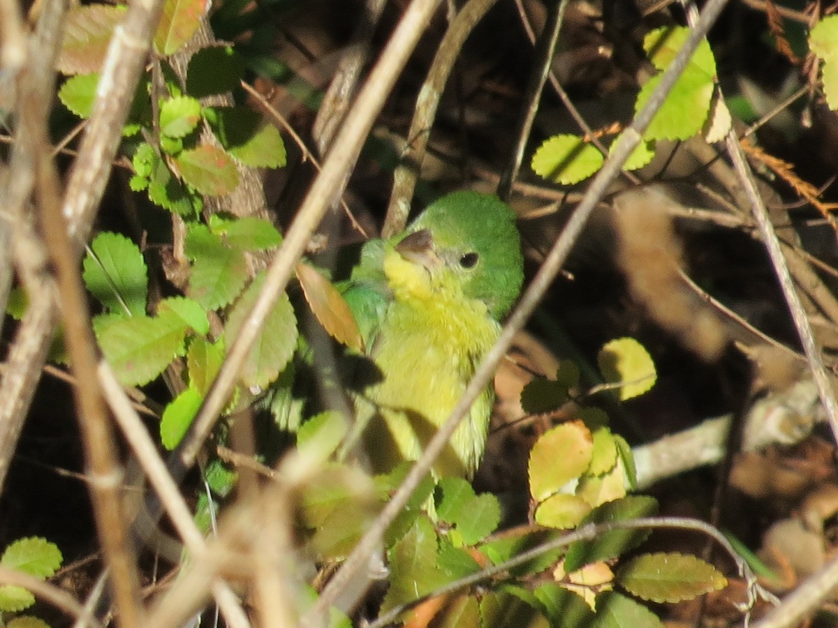 Painted Bunting - Robert Lengacher