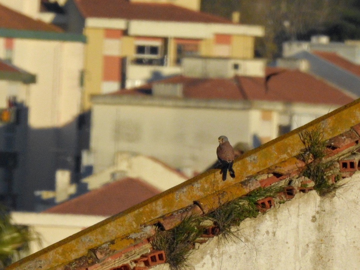 Eurasian Kestrel - ML612807245