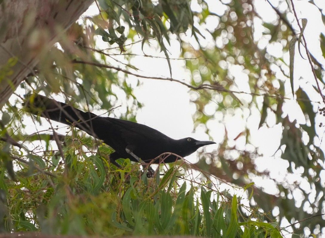 Great-tailed Grackle - Sergio Jaque Bopp