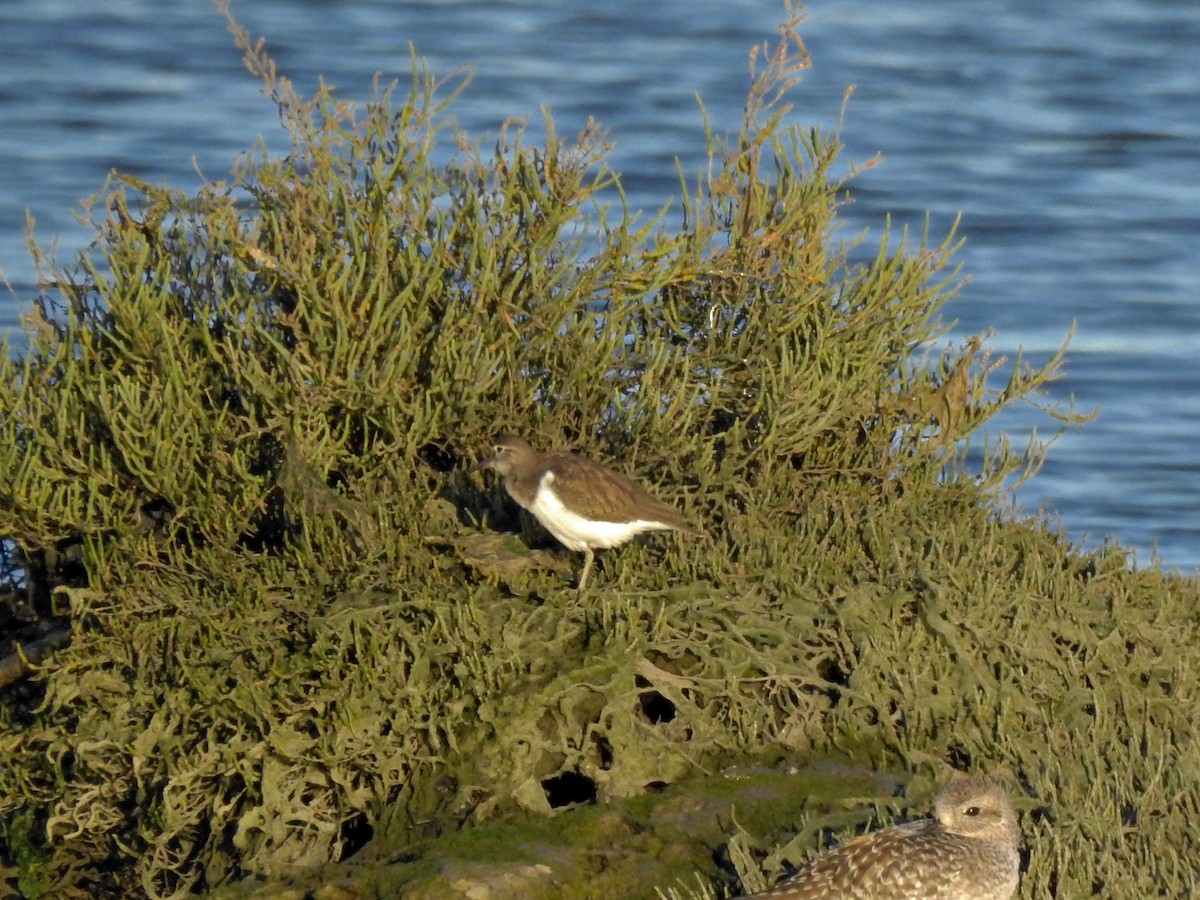 Common Sandpiper - ML612807279