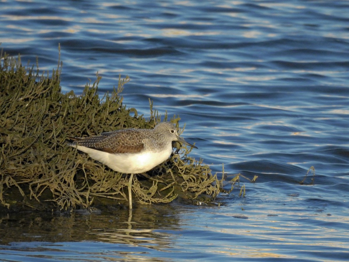 Common Greenshank - Daniel Raposo 🦅