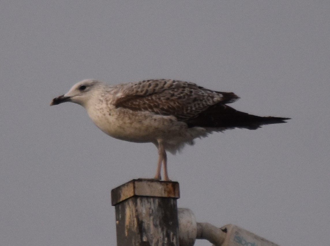 Caspian Gull - ML612807304