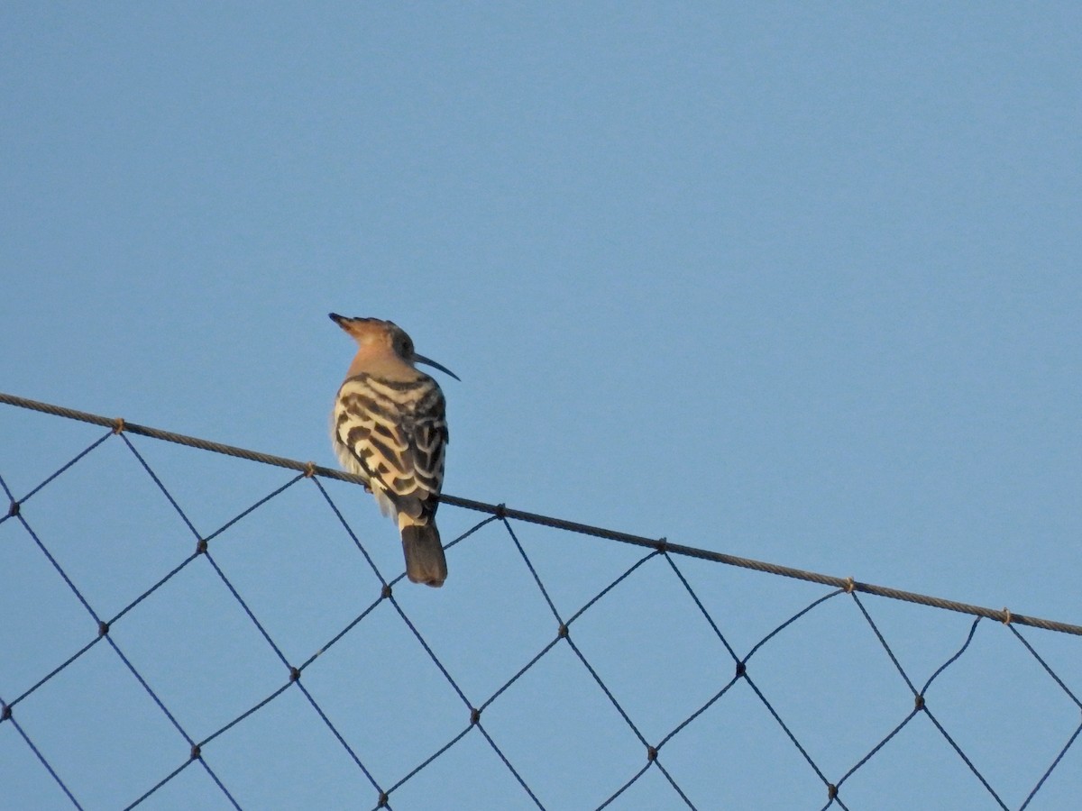 Eurasian Hoopoe - ML612807312