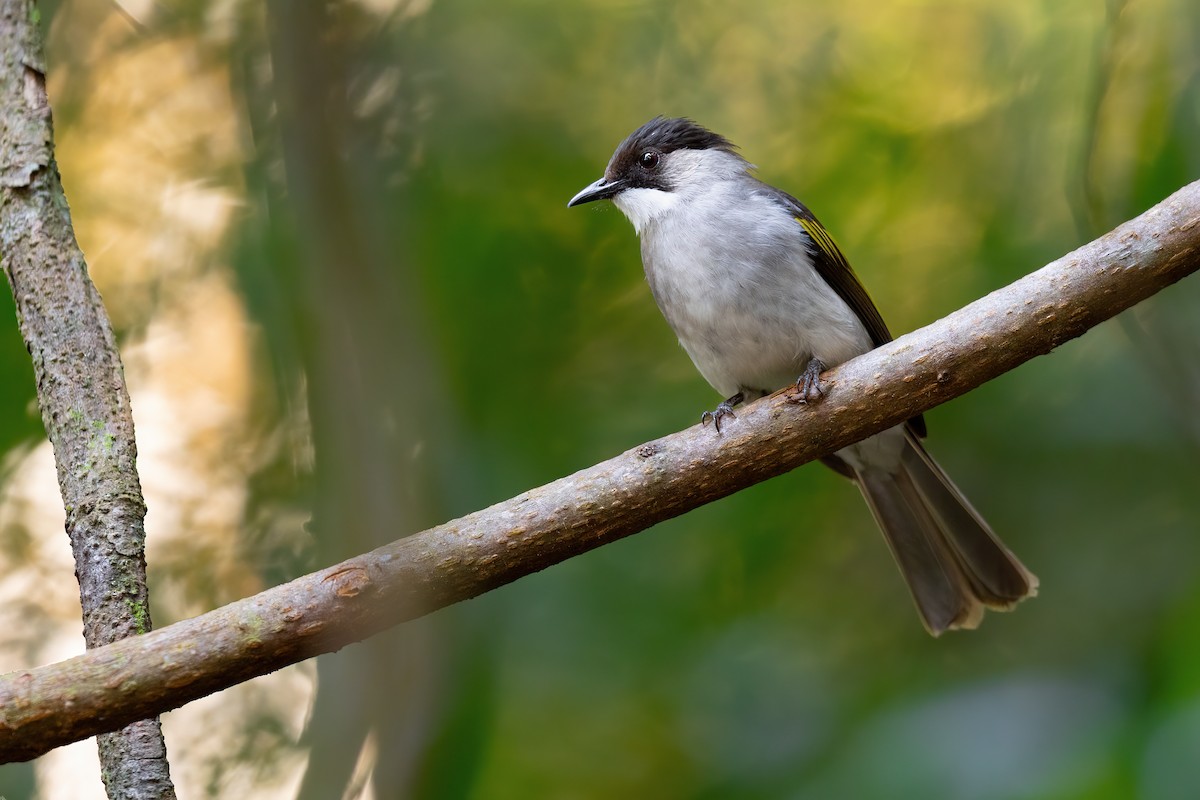 Ashy Bulbul (Brown-backed) - ML612807327