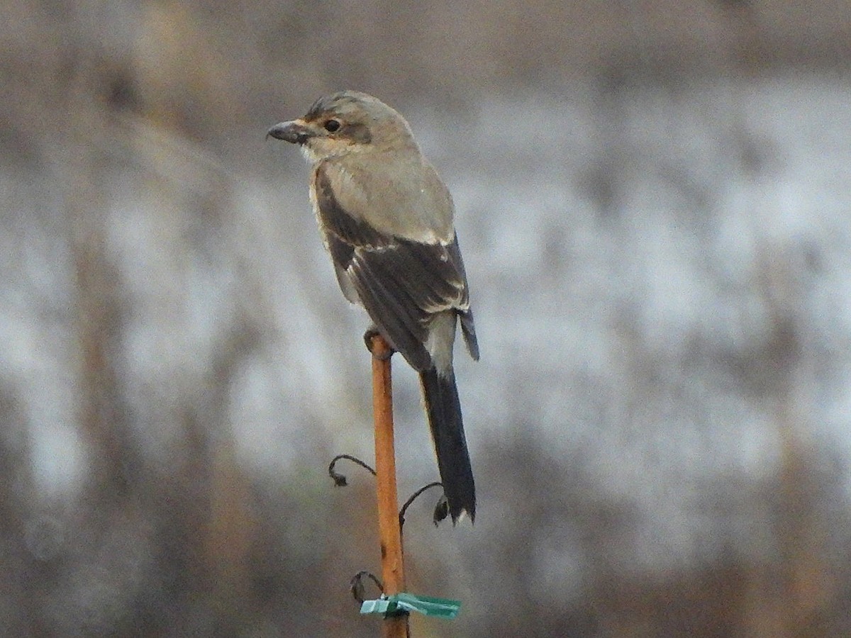 Alcaudón Boreal - ML612807345