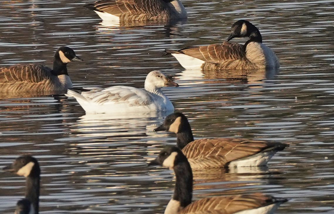 Snow Goose - ML612807366