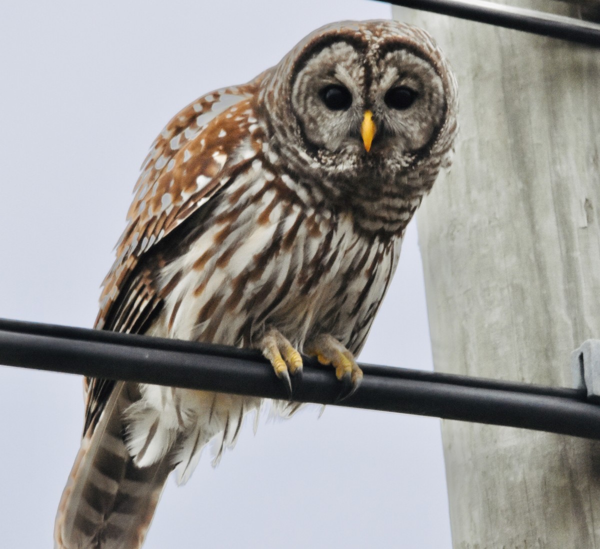 Barred Owl - ML612807368