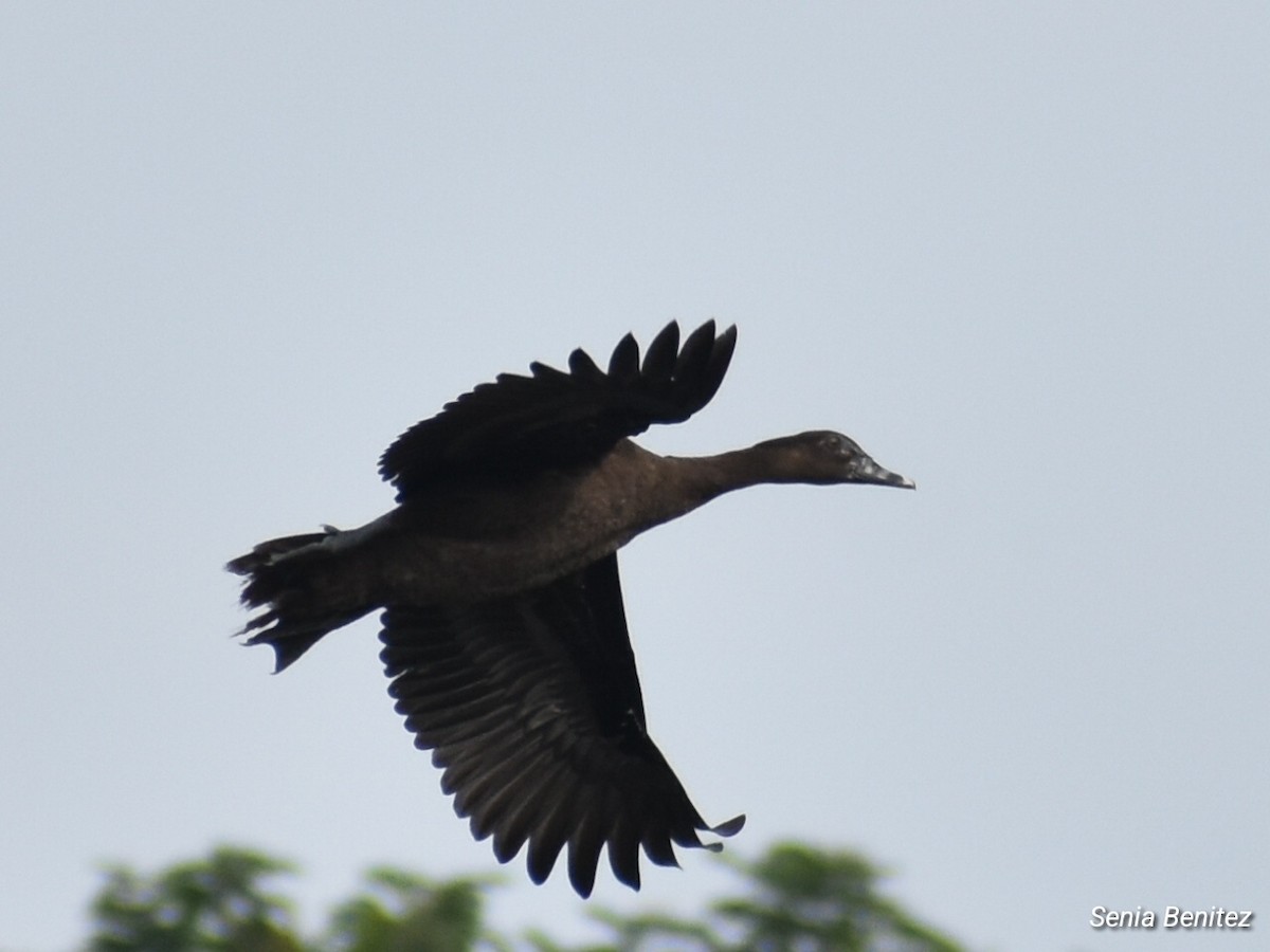 Muscovy Duck - ML612807375