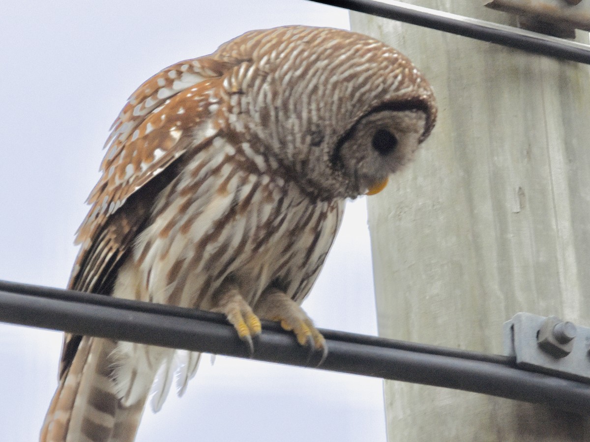 Barred Owl - ML612807381