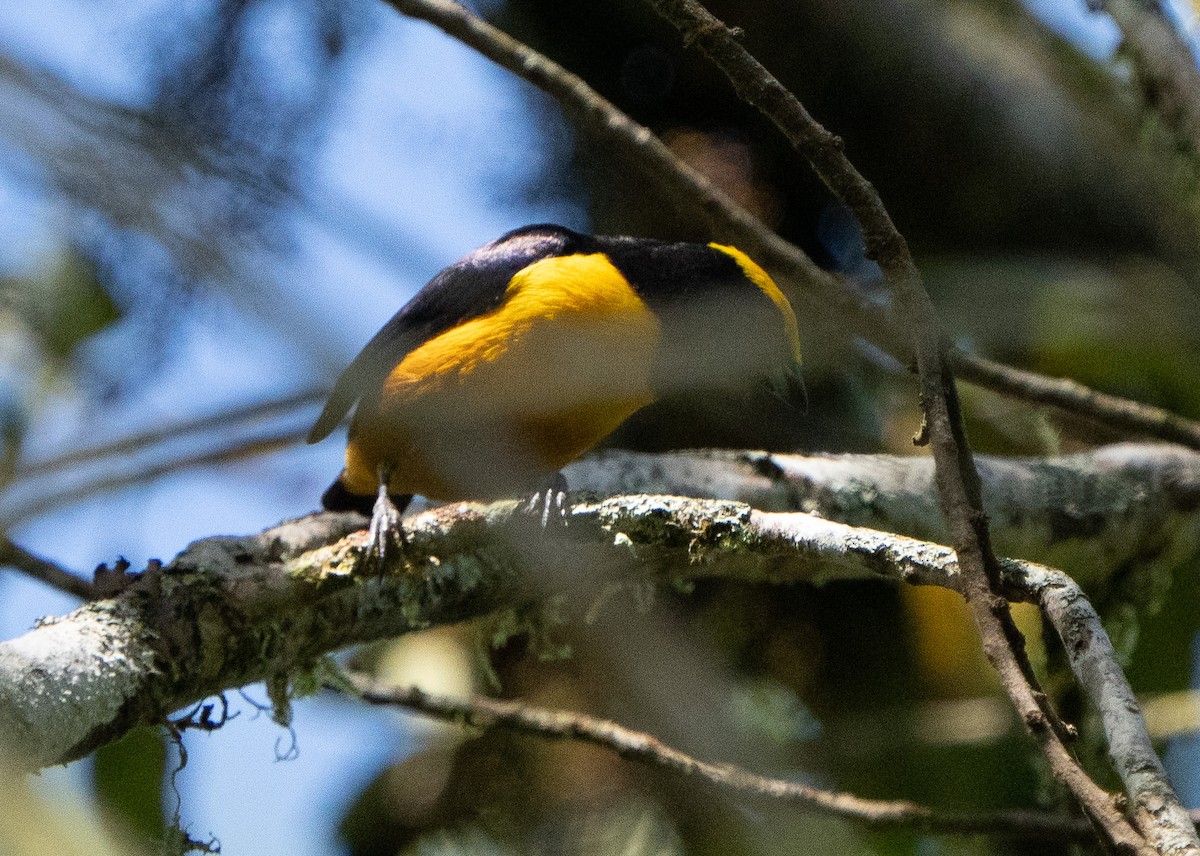 Orange-crowned Euphonia - Stephen Menzie