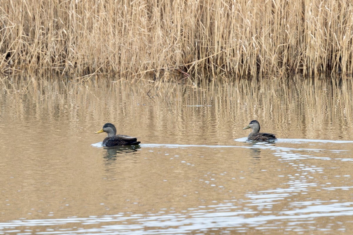 American Black Duck - Rob Kanter