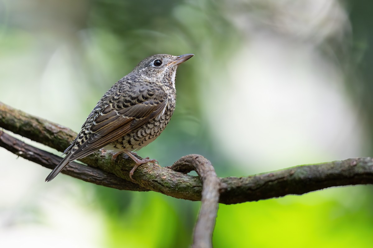White-throated Rock-Thrush - ML612807494
