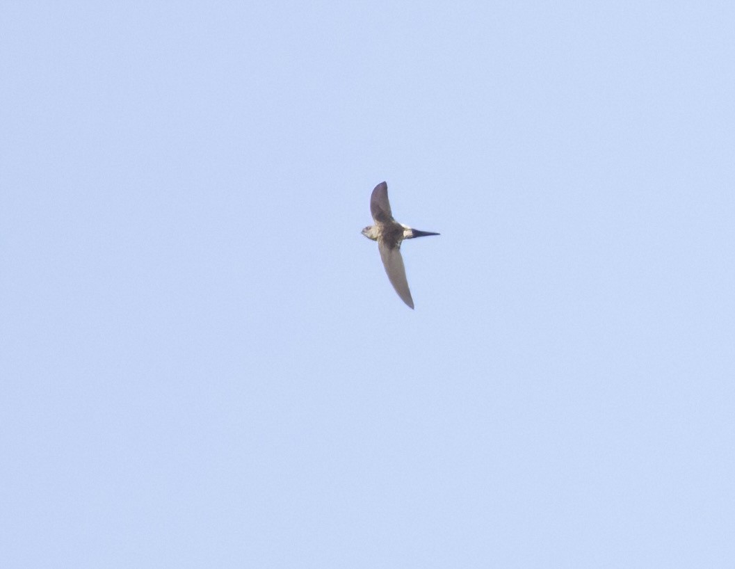 Antillean Palm Swift - Terence Degan