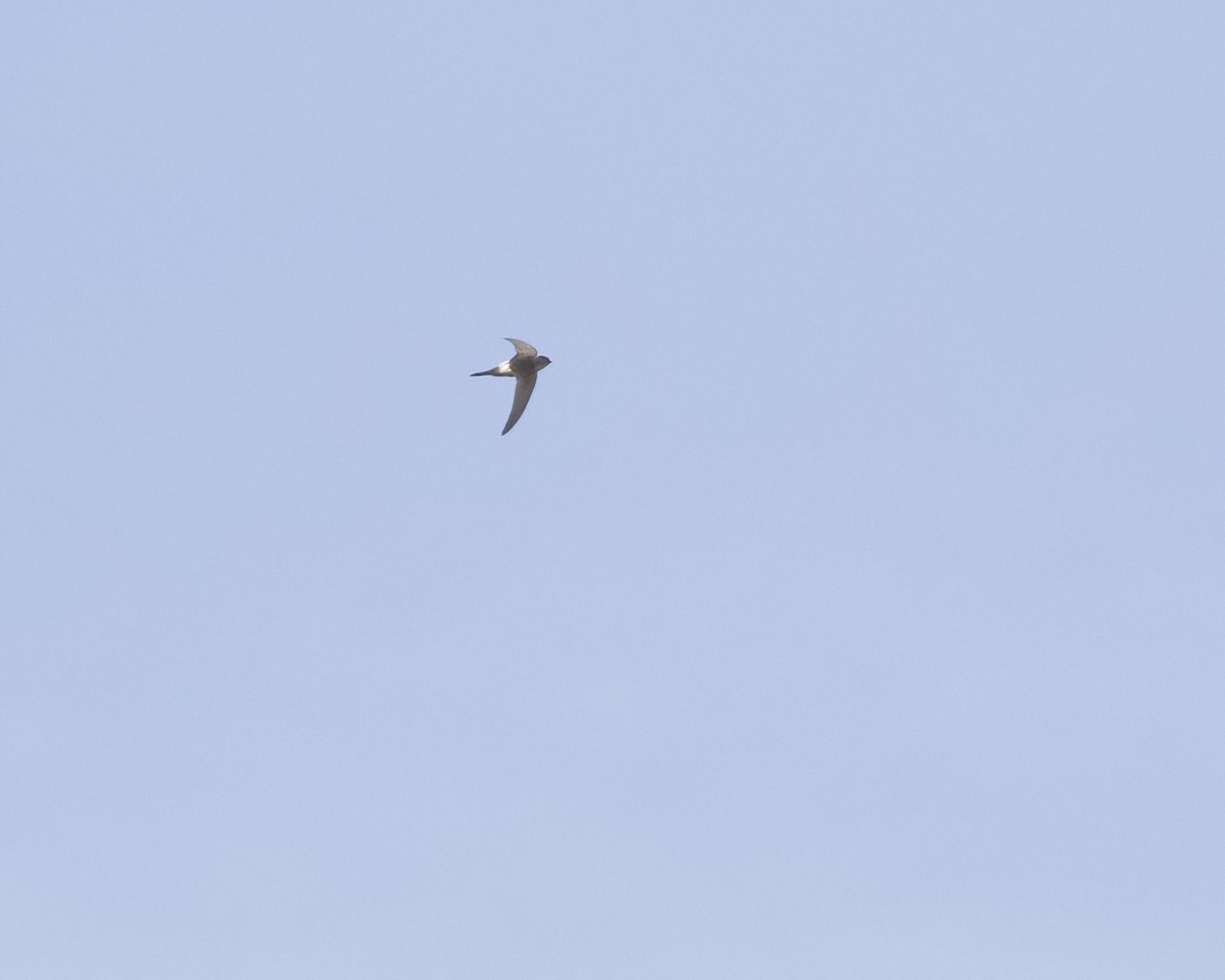 Antillean Palm Swift - ML612807515