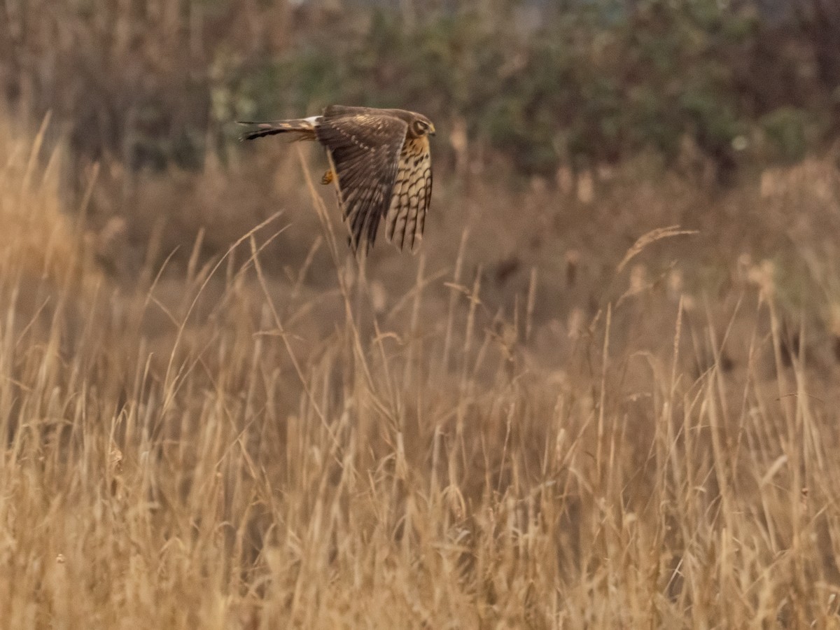 Northern Harrier - ML612807642