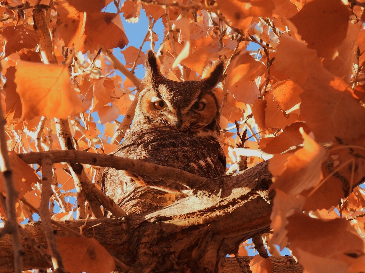 Great Horned Owl - ML612807645