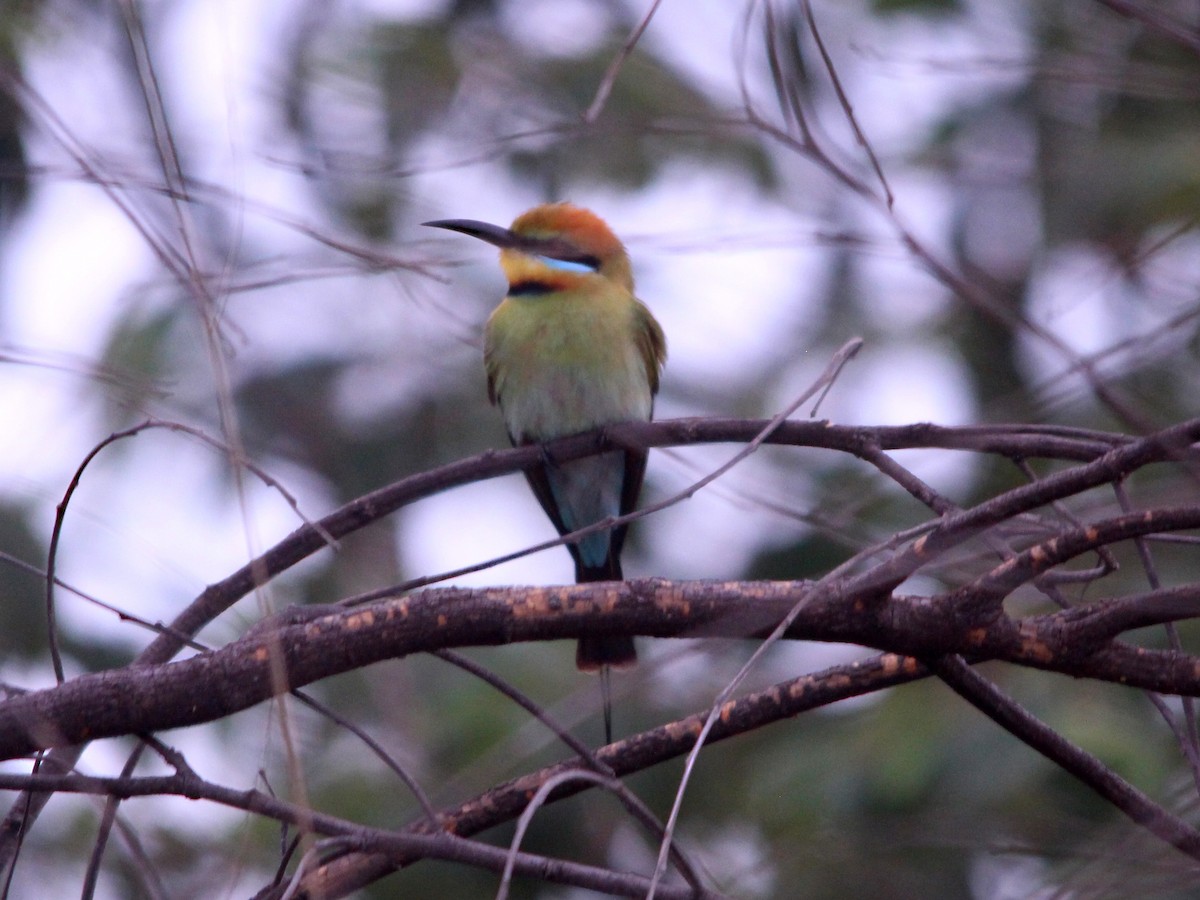 Rainbow Bee-eater - Lim Kim Chye