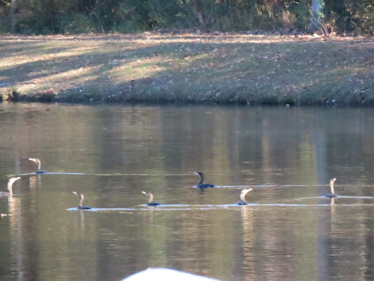 Double-crested Cormorant - ML612807777