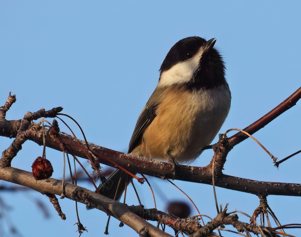 Black-capped Chickadee - ML612807800