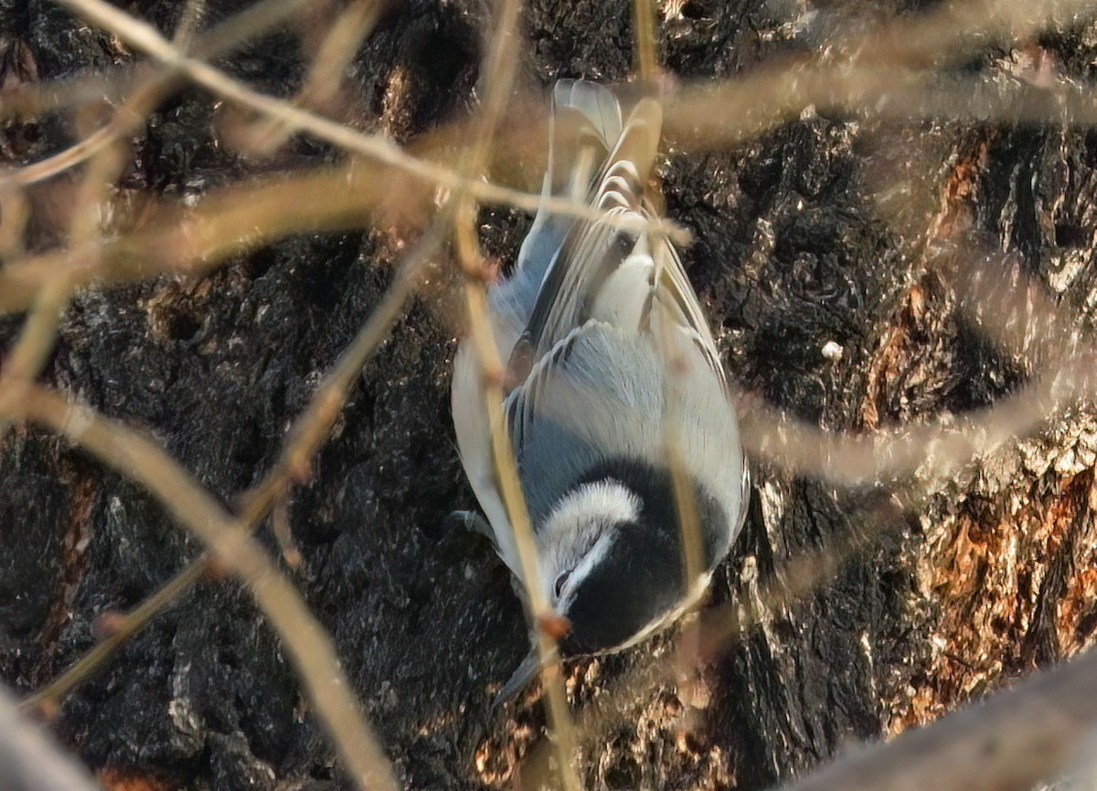 White-breasted Nuthatch - ML612807832