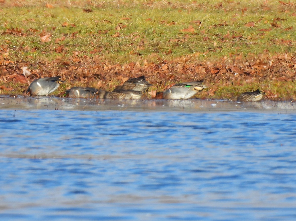 Green-winged Teal - ML612807883