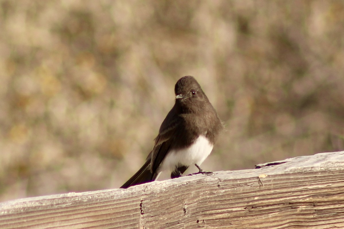 Black Phoebe - ML612807942