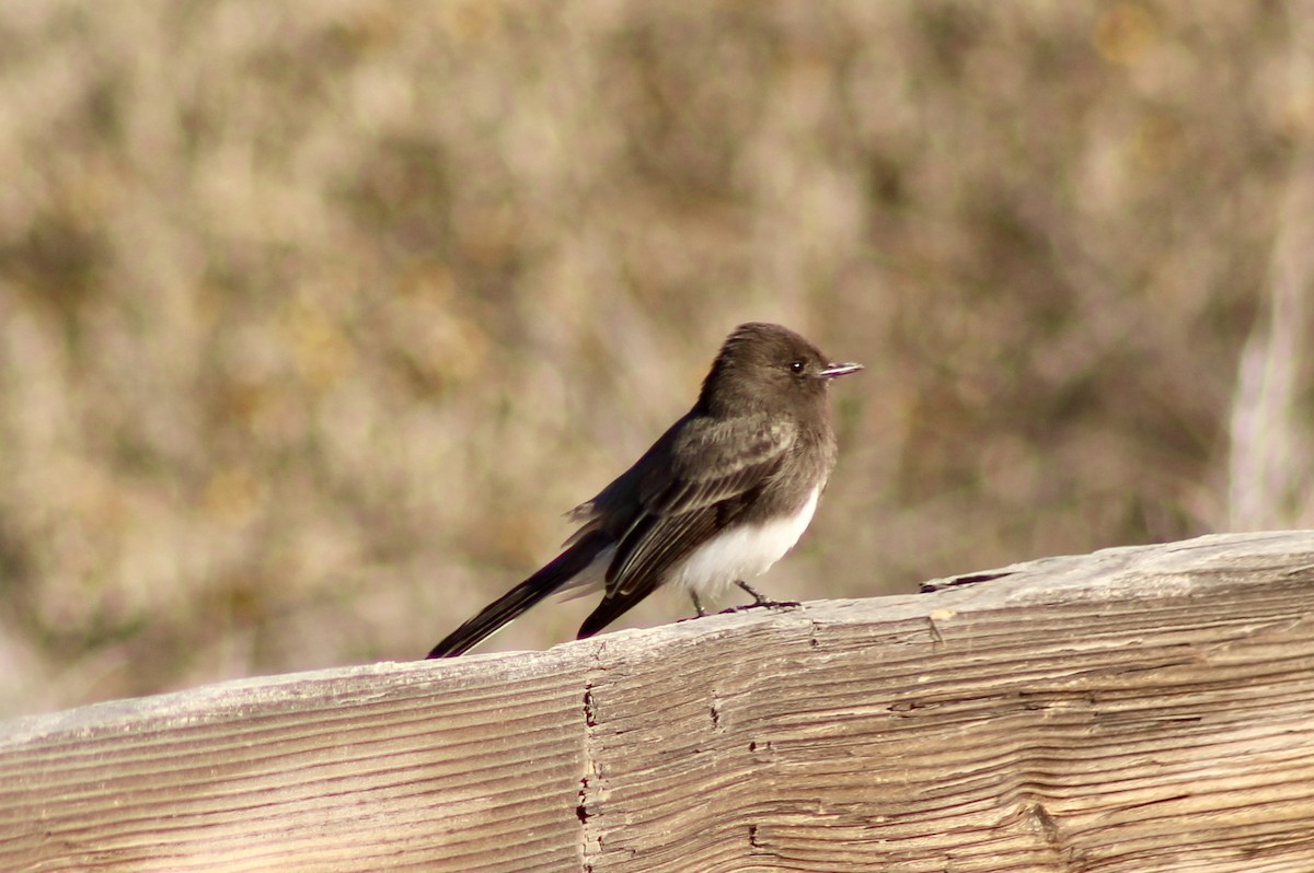 Black Phoebe - ML612807944