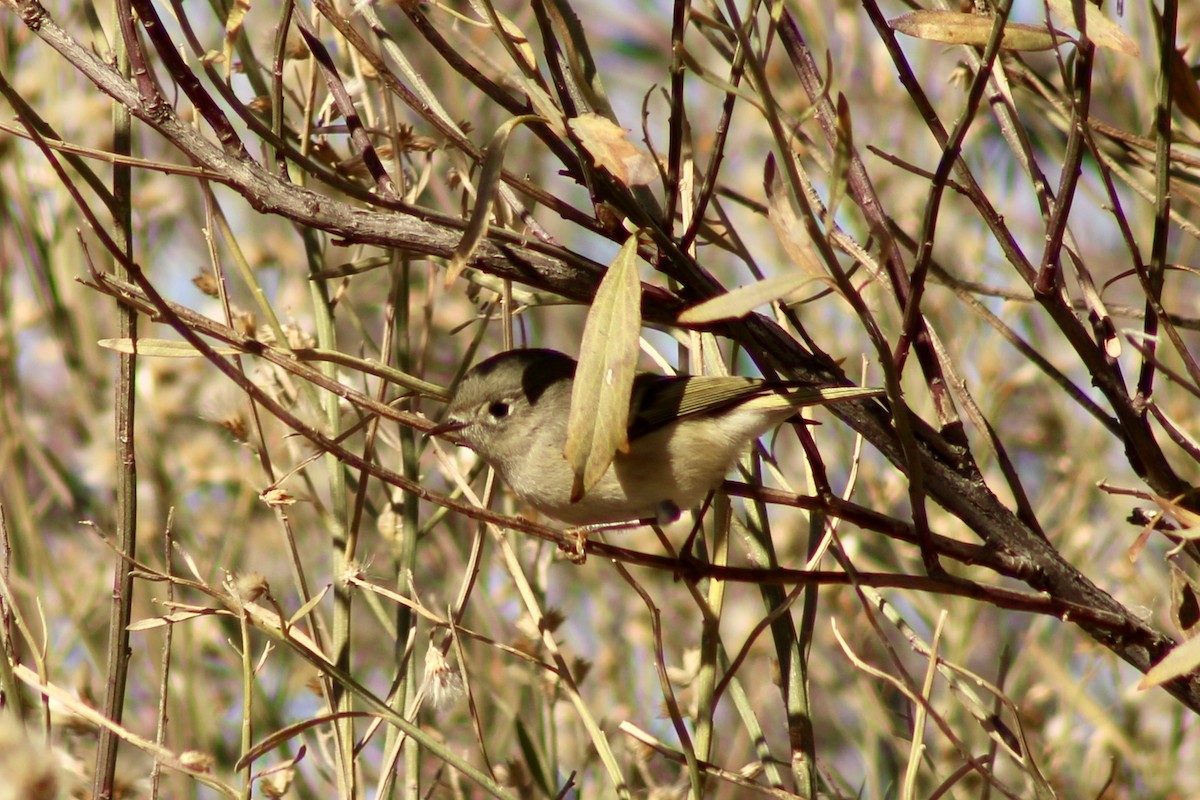 Ruby-crowned Kinglet - ML612807952