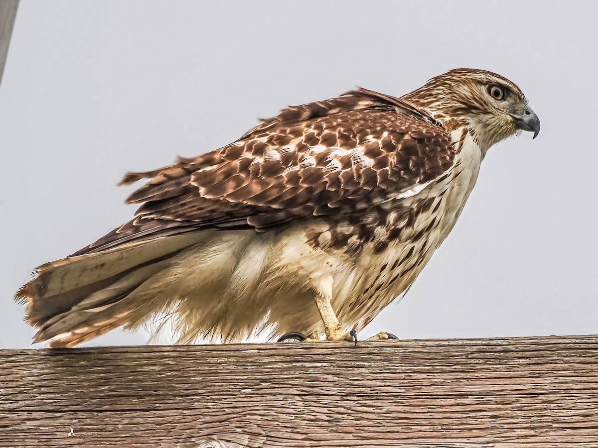 Red-tailed Hawk - ML612808017
