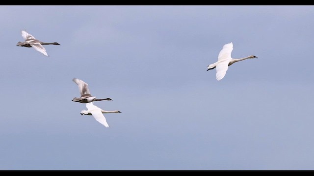 Trumpeter Swan - ML612808025