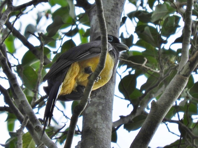 Trogon à tête noire - ML61280811