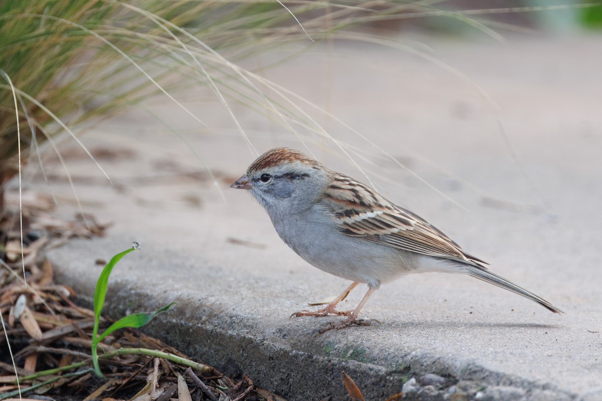 Chipping Sparrow - ML612808121