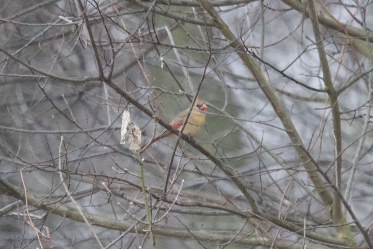 Northern Cardinal - Greg Hertler