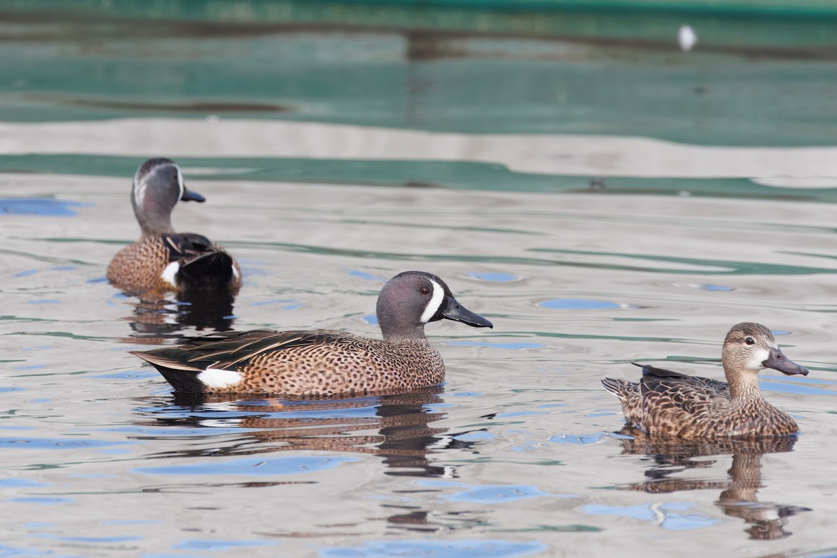 Blue-winged Teal - John Callender