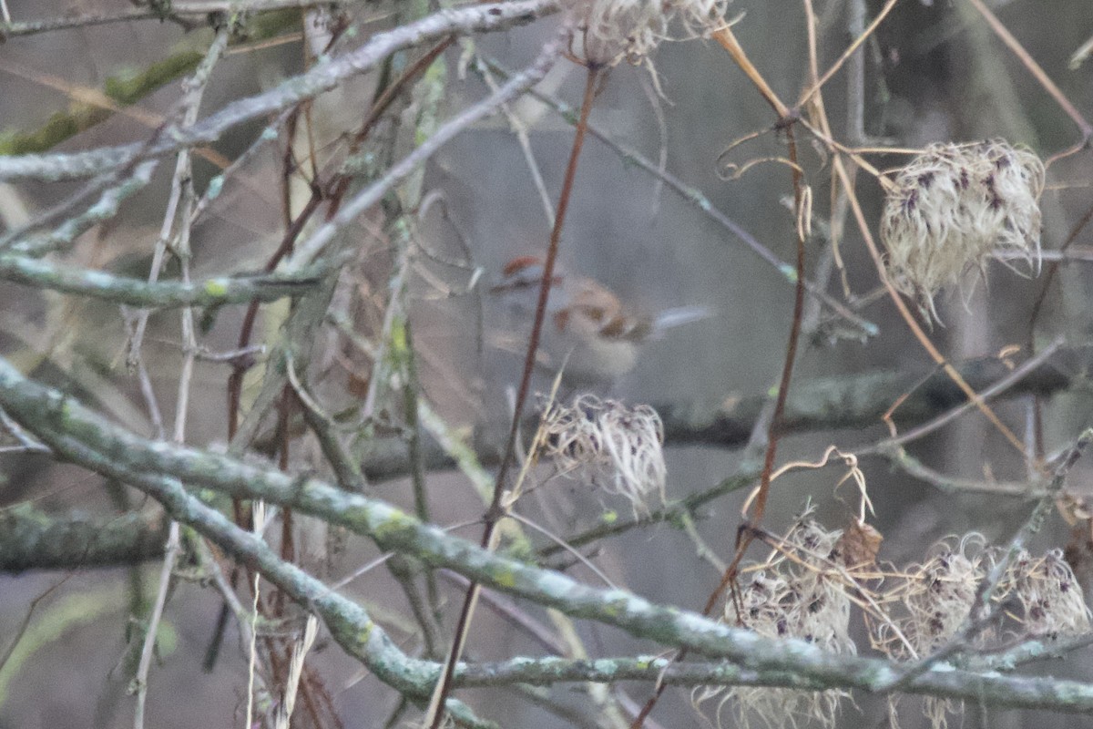 American Tree Sparrow - ML612808175