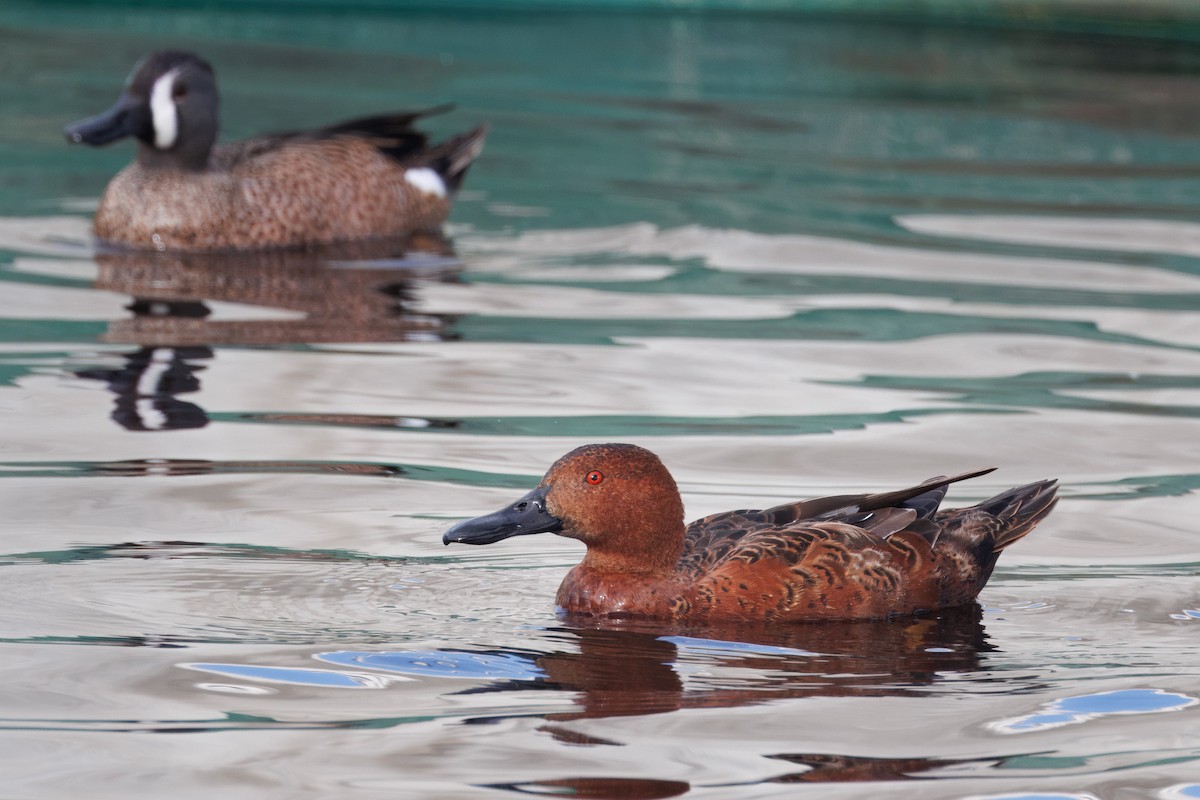 Cinnamon Teal - ML612808178