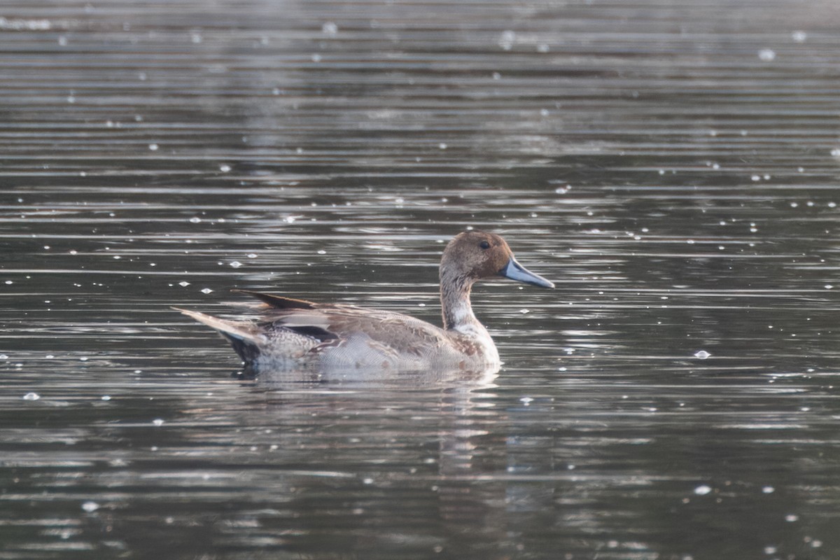 Northern Pintail - ML612808184